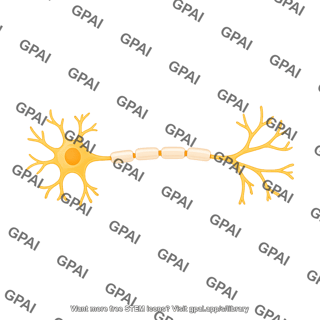 Neuron de myelinating
