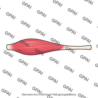 Extensor carpi ulnaris