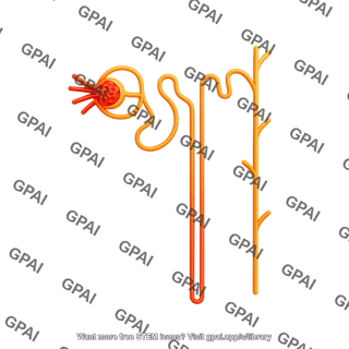 Nephron juxtamedullary