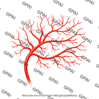 Arteries brain lateral