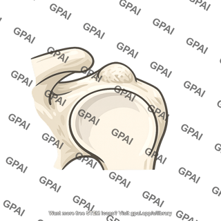 Supraglenoid tubercle