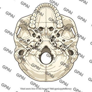 Skull base inferior view