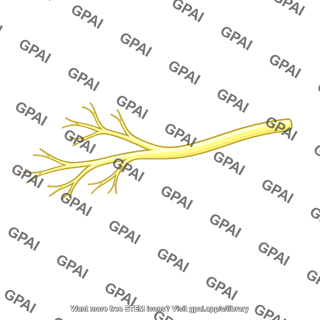 Nerve branch