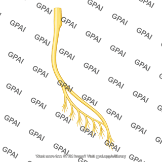Posterior superior alveolar nerve