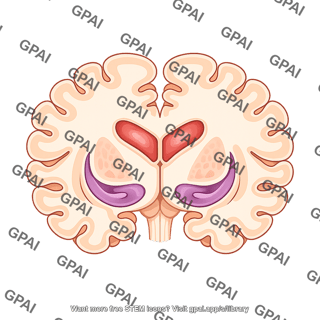 Brain coronal cut at thalamus parahippocampal gyrus hippocampus