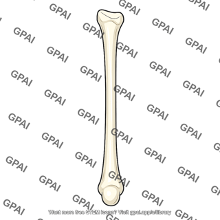 Second metatarsal