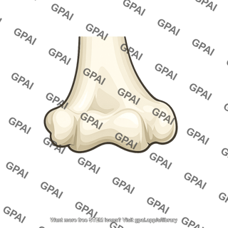 Distal humerus