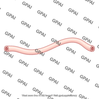 Ureter