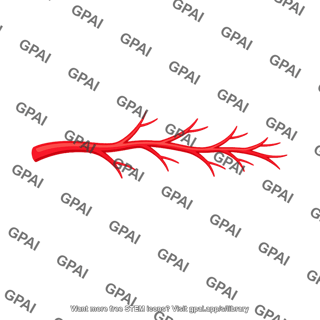 Branching artery