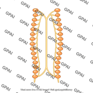 Sympathetic division