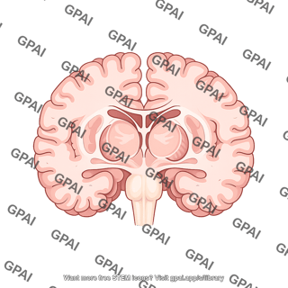 Brain horizontal cut at thalamus