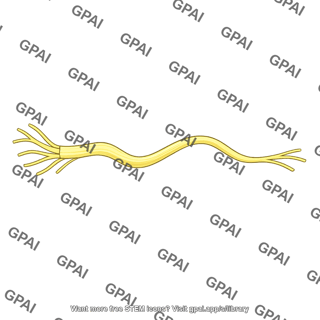 Peripheral nerve