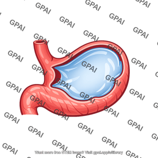 Stomach cross section