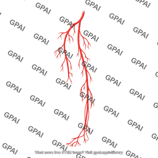 Arteries lower limb