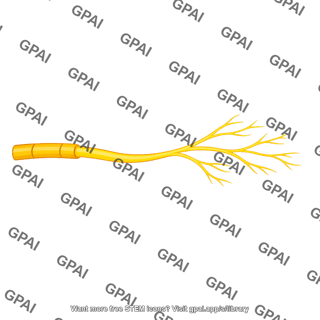 Anterior branch of radial nerve