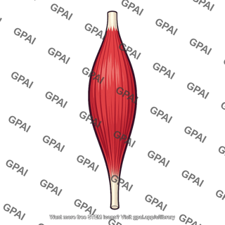 Rectus femoris muscle