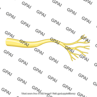 Nerve branch