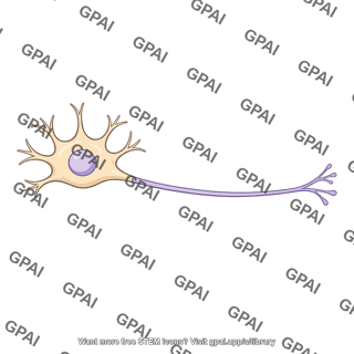 Postganglionic neuron