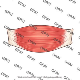 Transversus abdominis