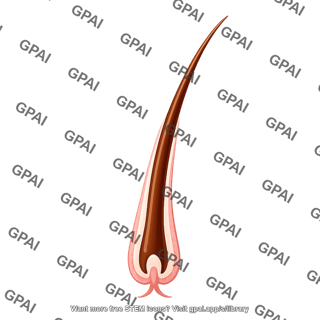 Hair anagen stage outgrowing follicle 743