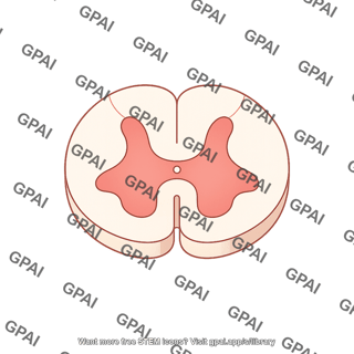 Spinal cord cross section s3