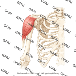 Deltoid anterior on skeleton 1