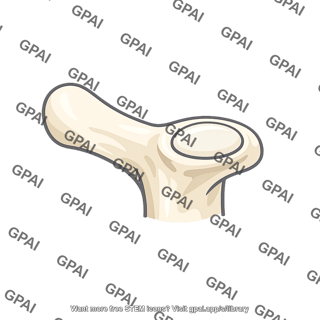 Transverse costal facet