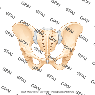 Pelvis male posterior