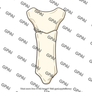 Sternum