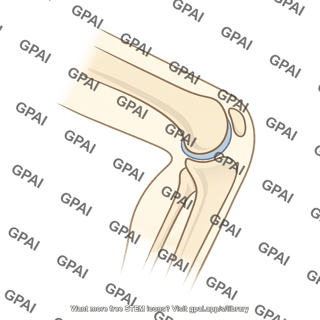 Knee lateral bent silhouette
