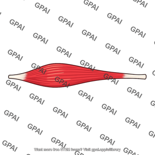 Spindle shaped muscle