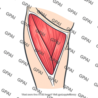 Thigh medial compartment