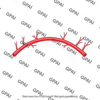 Superior labial artery