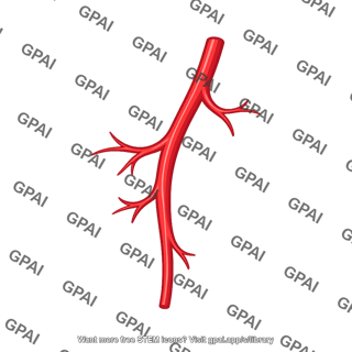 Branching artery