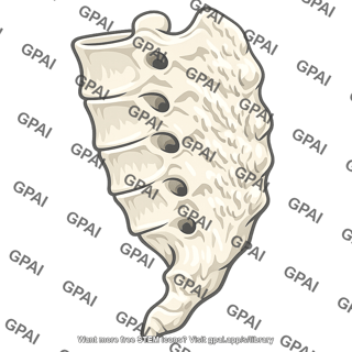 Dorsolateral surface of sacrum