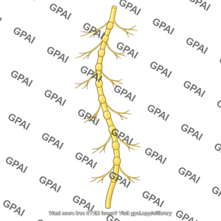 Sympathetic nerve