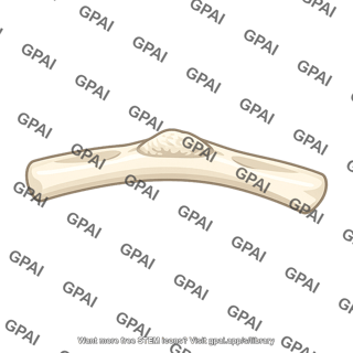 Scalene tubercle