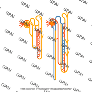 Nephron juxtamedullary with vessels