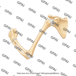 Shoulder and elbow bones flexed arm