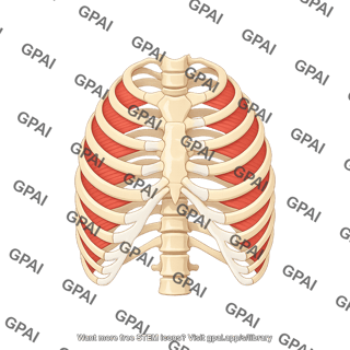 Rib cage with intercostal muscles exhalation