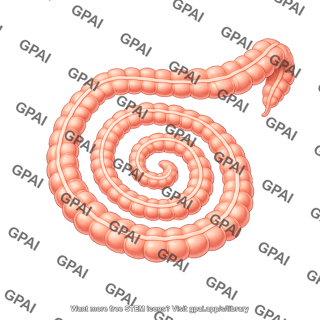 Swiss roll intestine colon large intestine