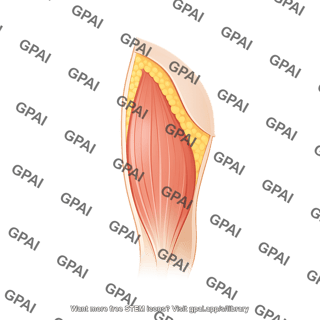Upper leg