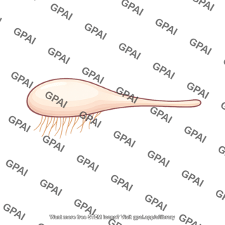 Olfactory bulb