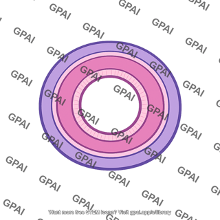 Neural tube cross section