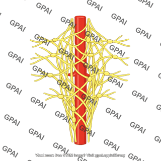 Abdominal prevertebral plexus
