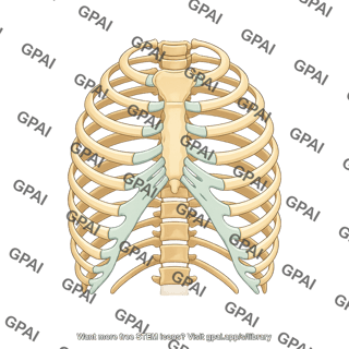Rib cage anterior