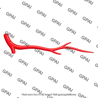 Digital branch of artery