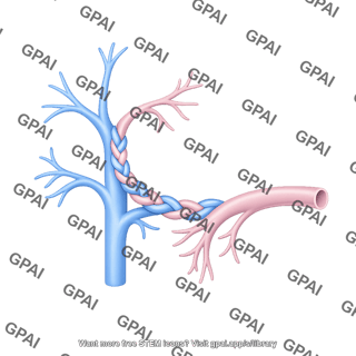 Portal vein