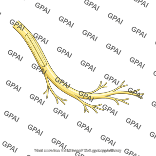 Nerve branch