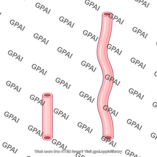 Gender difference in urethra
